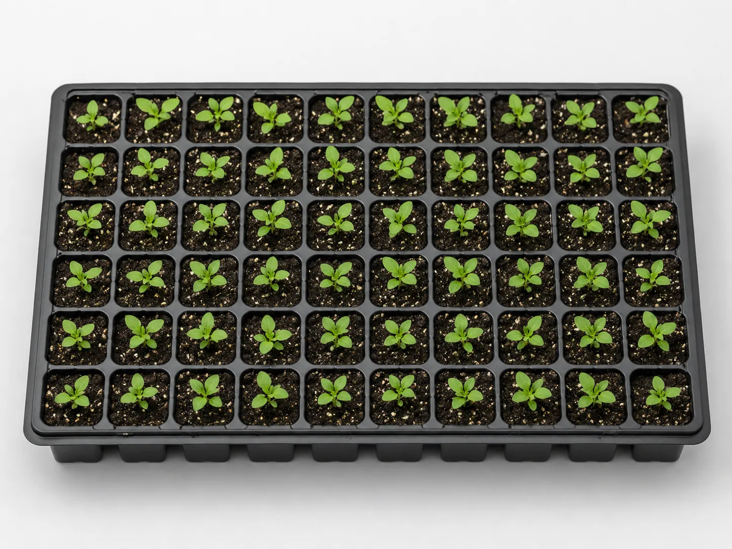 Black thermoformed nursery plug tray with many cells holding green seedlings, top-down